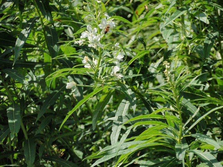 Chamaenerion (ex Epilobium) angustifolium var. album